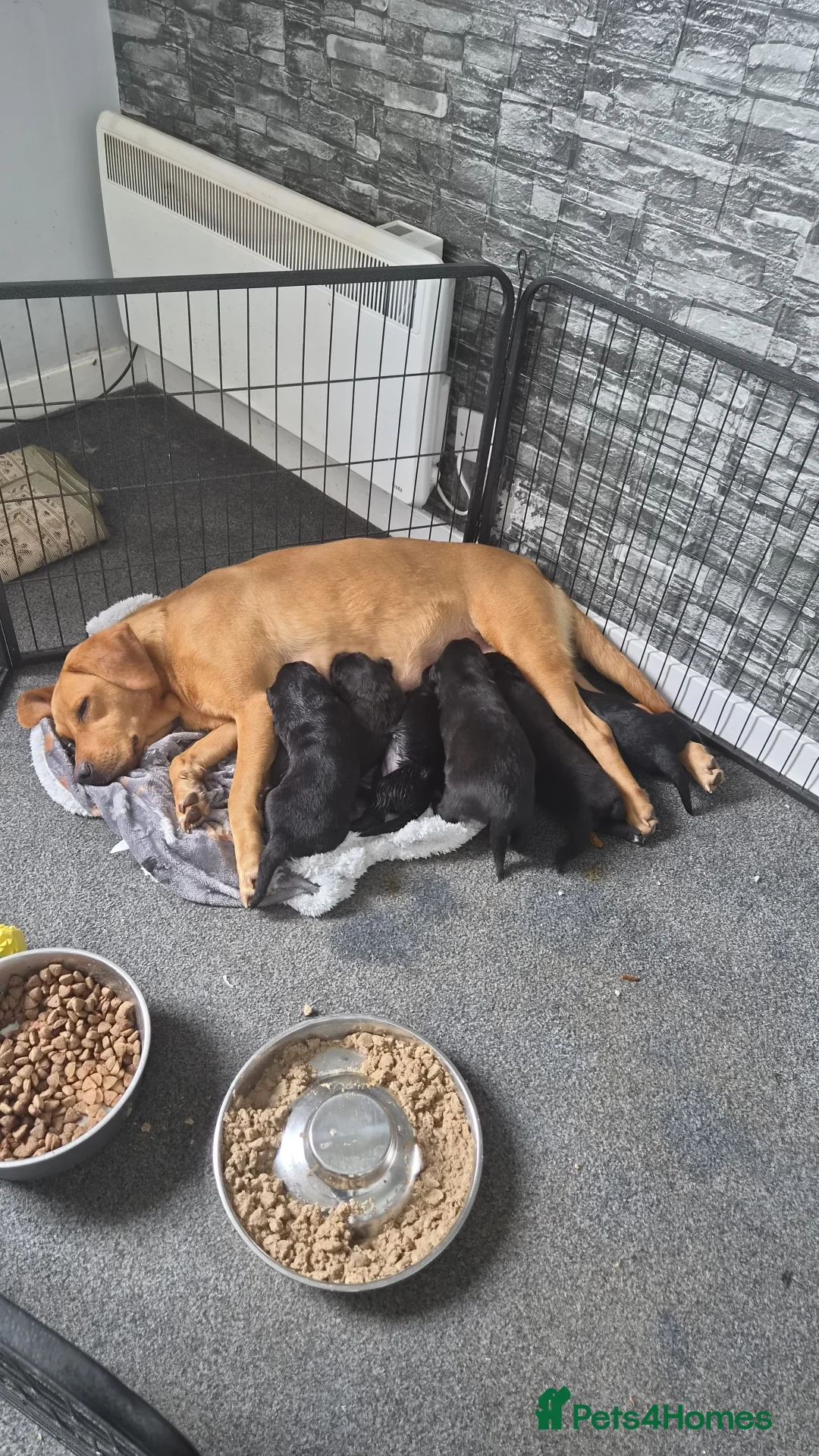 Sheprador dogs for sale: Shepador puppies for sale  - Advert 2