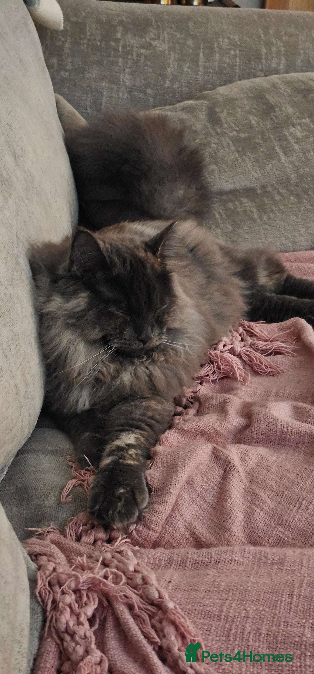 Maine Coon cats for sale:  maincoon  - Advert 4