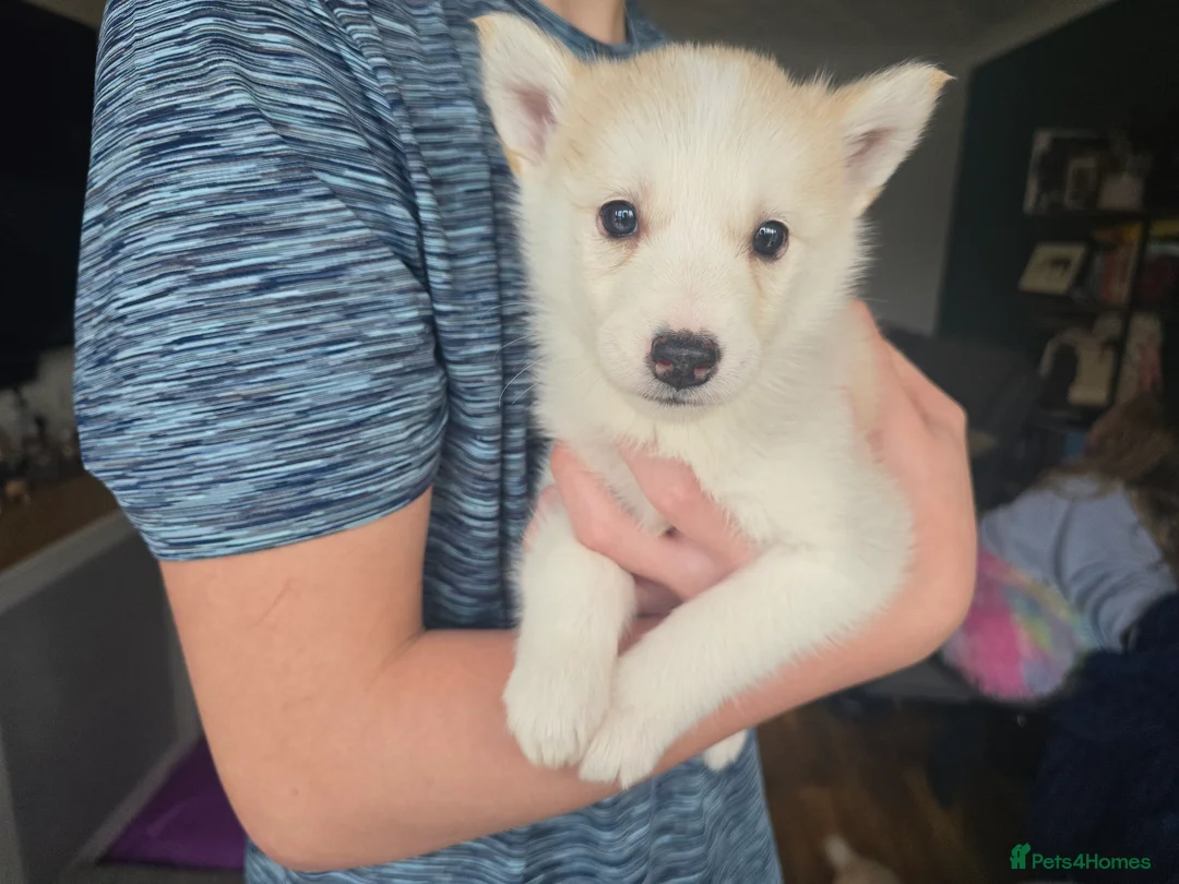 Alaskan Malamute dogs for sale: READY 2 female fluffy pups left - Advert 14