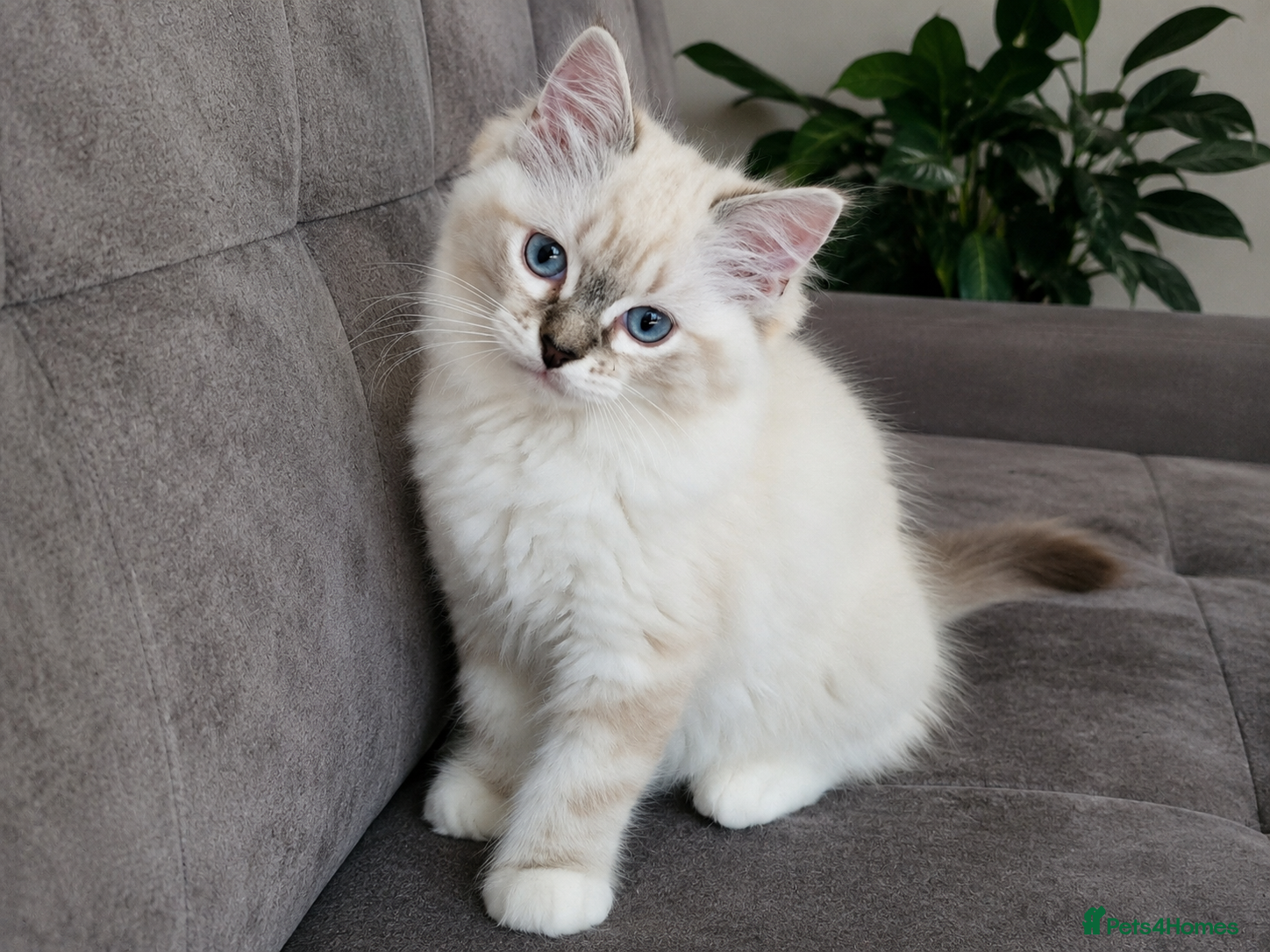 Ragdoll cats ✨ Exceptional FIFe Ragdoll Kittens ✨ - Advert 18
