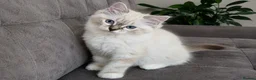 Ragdoll cats for sale: 👑Grand Champion Bloodlines Ragdoll Kittens👑 - Advert 3