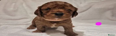 Cavapoo 5