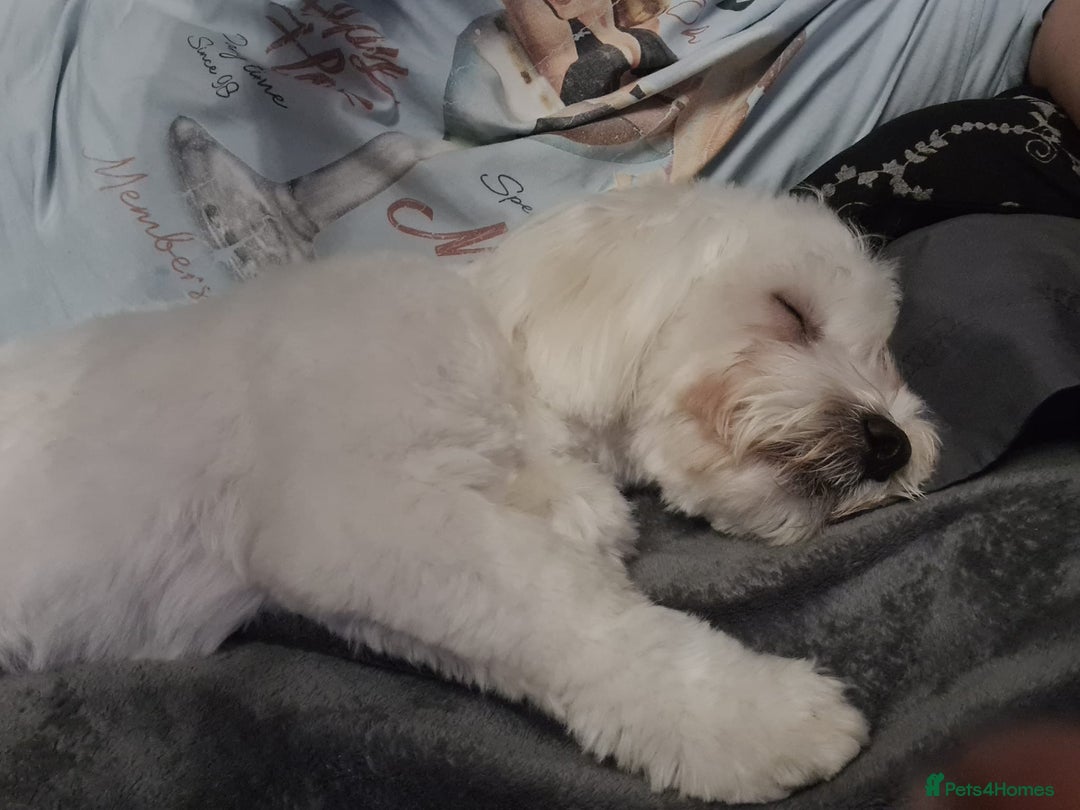 Maltese dogs for sale: Maltese Male 16 month old - Advert 4