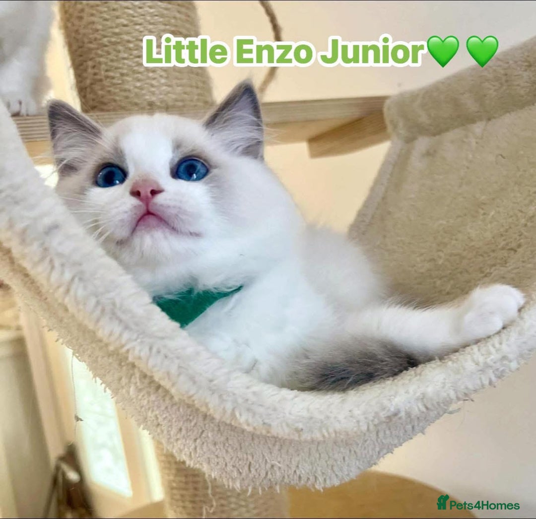 Ragdoll cats for sale: 💖Beautiful Ragdoll💖 Tica register  - Image 28