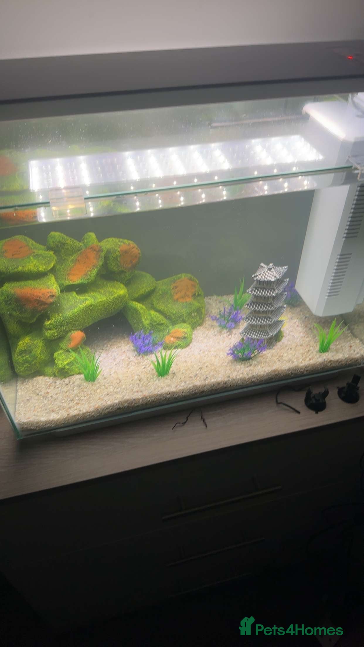 Other/Mixed Breed fish Fish tank and mixed selection of fish - Advert 2