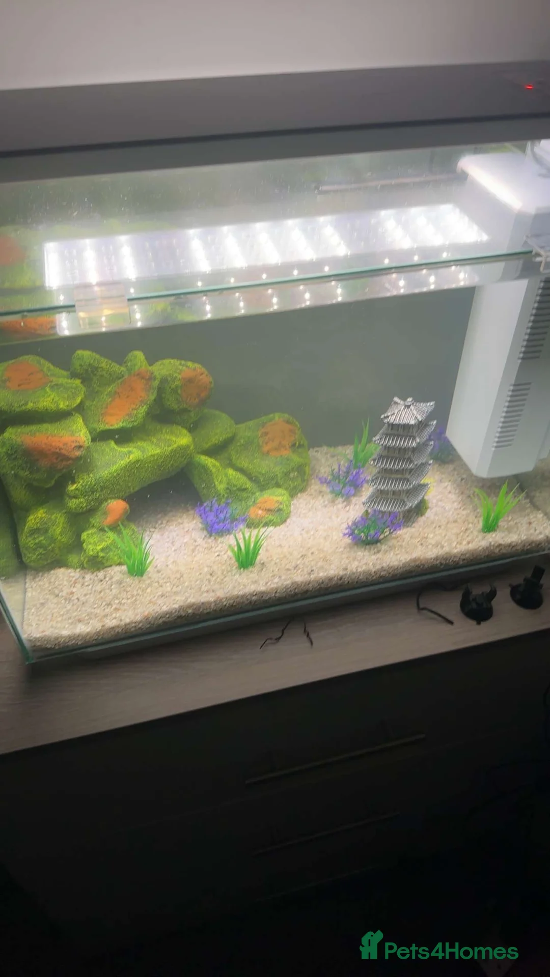 Other/Mixed Breed fish for sale: Fish tank and mixed selection of fish - Advert 1