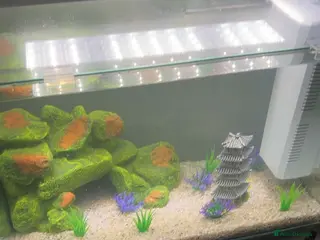 Other/Mixed Breed fish Fish tank and mixed selection of fish - Advert 2