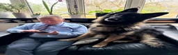 German Shepherd dogs for stud: Family German Shepherd Stud London - Advert 9