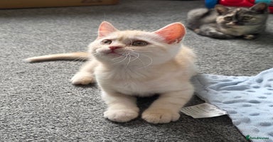 British Shorthair cats - Advert 13