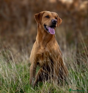 Labrador Retriever dogs for sale: Fox Red Working Labrador Puppies - Advert 7