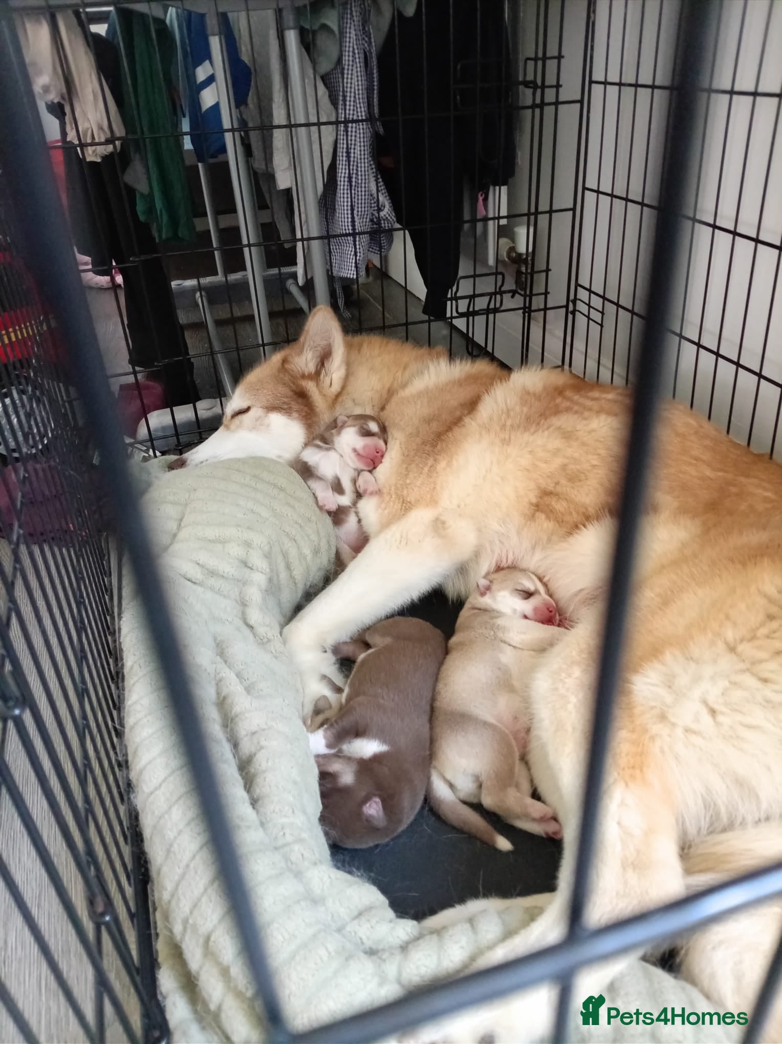 Siberian Husky dogs Male husky puppy for sale - Advert 1