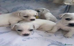 Mixed Breed dogs for sale: Frenchie x miniature poodle puppies  - Image 3