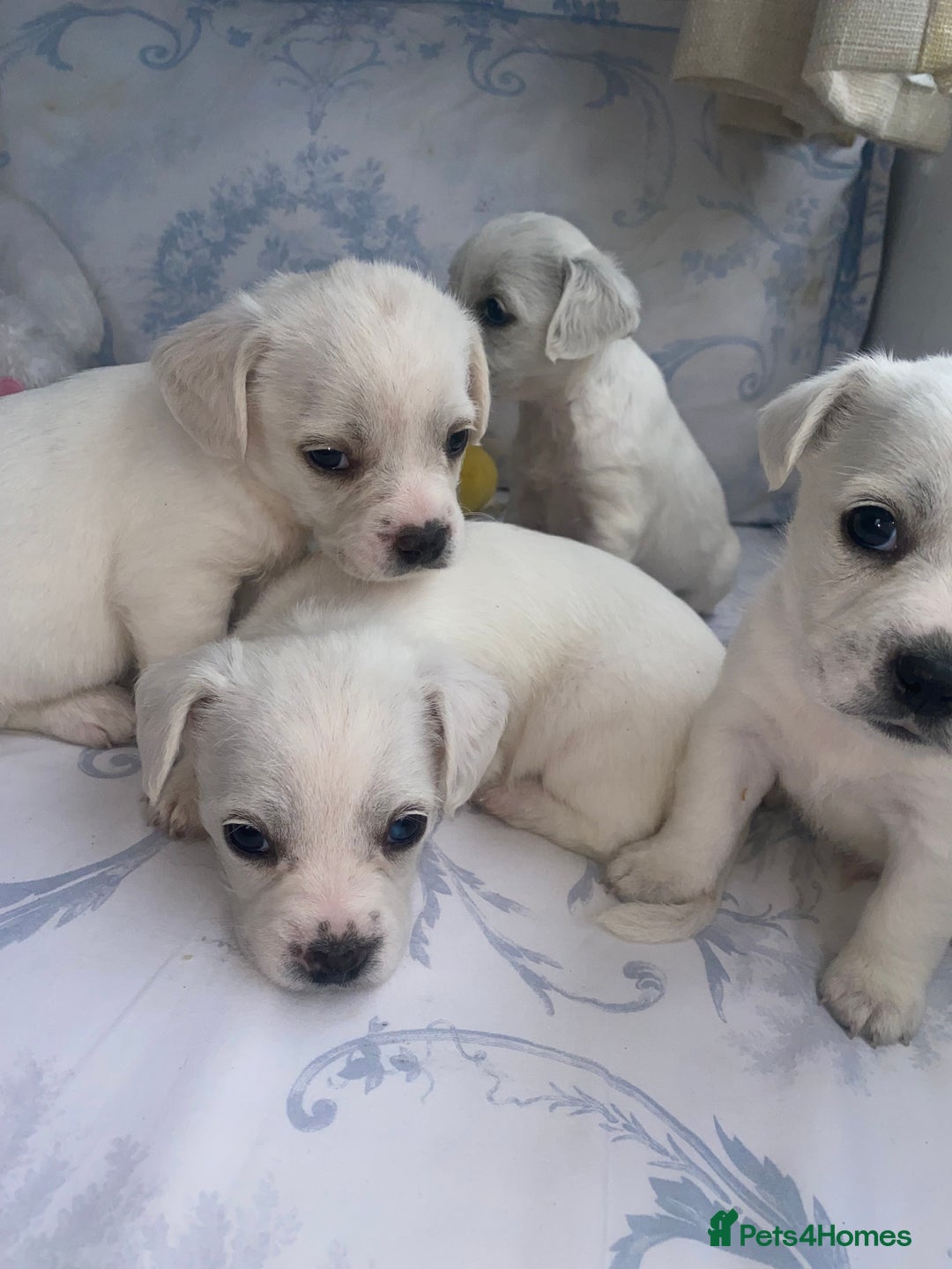 Mixed Breed dogs for sale: Frenchie x miniature poodle puppies  - Image 3
