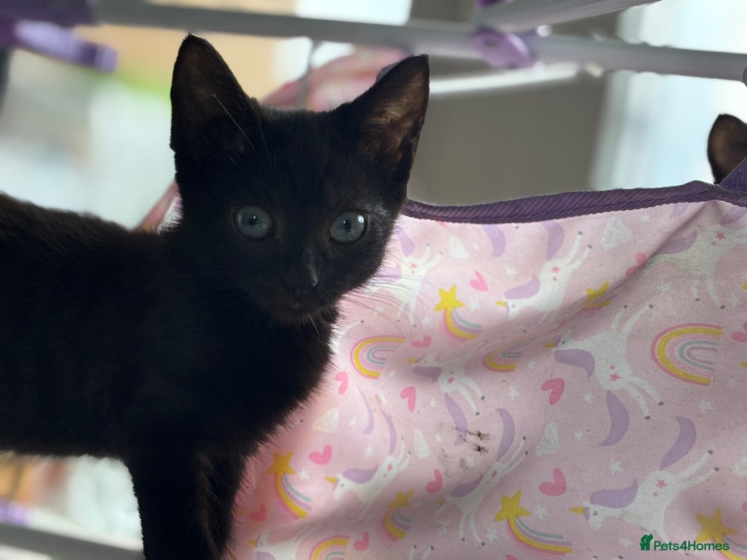 Domestic Shorthair cats for sale: Kittens for sale  - Image 11