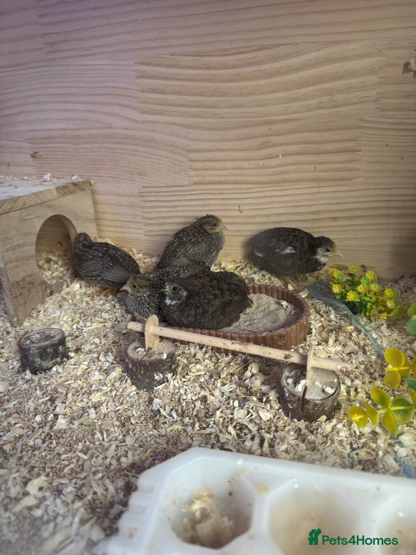 Quail poultry Button Quail  - Advert 1