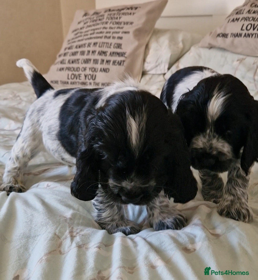 Cocker Spaniel dogs Cocker Spaniels - Show type. Blue roan in colour. - Advert 1