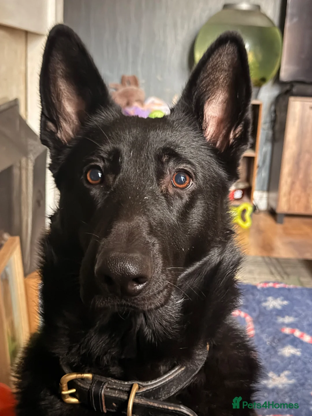 Mixed Breed dogs for sale: Male shollie - Advert 1