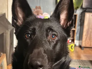 Mixed Breed dogs Male shollie - Advert 1