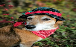 Mixed Breed dogs for adoption: 💖🐶 EVA 🐶💖 - Image 8