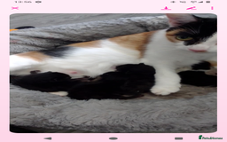 Mixed Breed cats for sale: Kittens can deliver  - Image 5