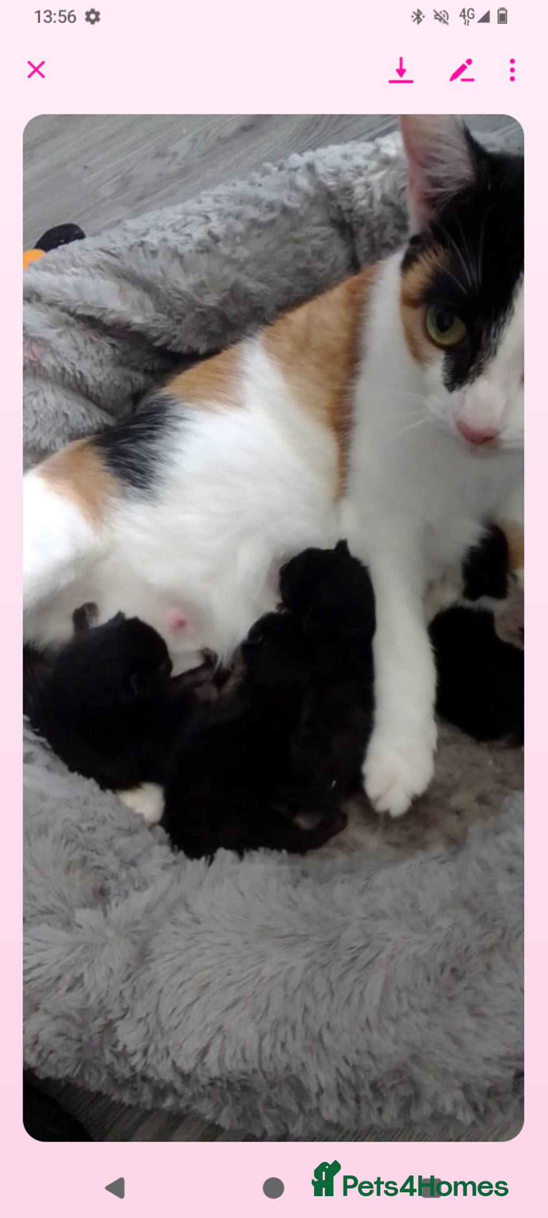 Mixed Breed cats for sale: Kittens can deliver  - Image 5
