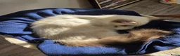 Ragdoll cats for sale: Seal bicolour ragdoll boy - Advert 2
