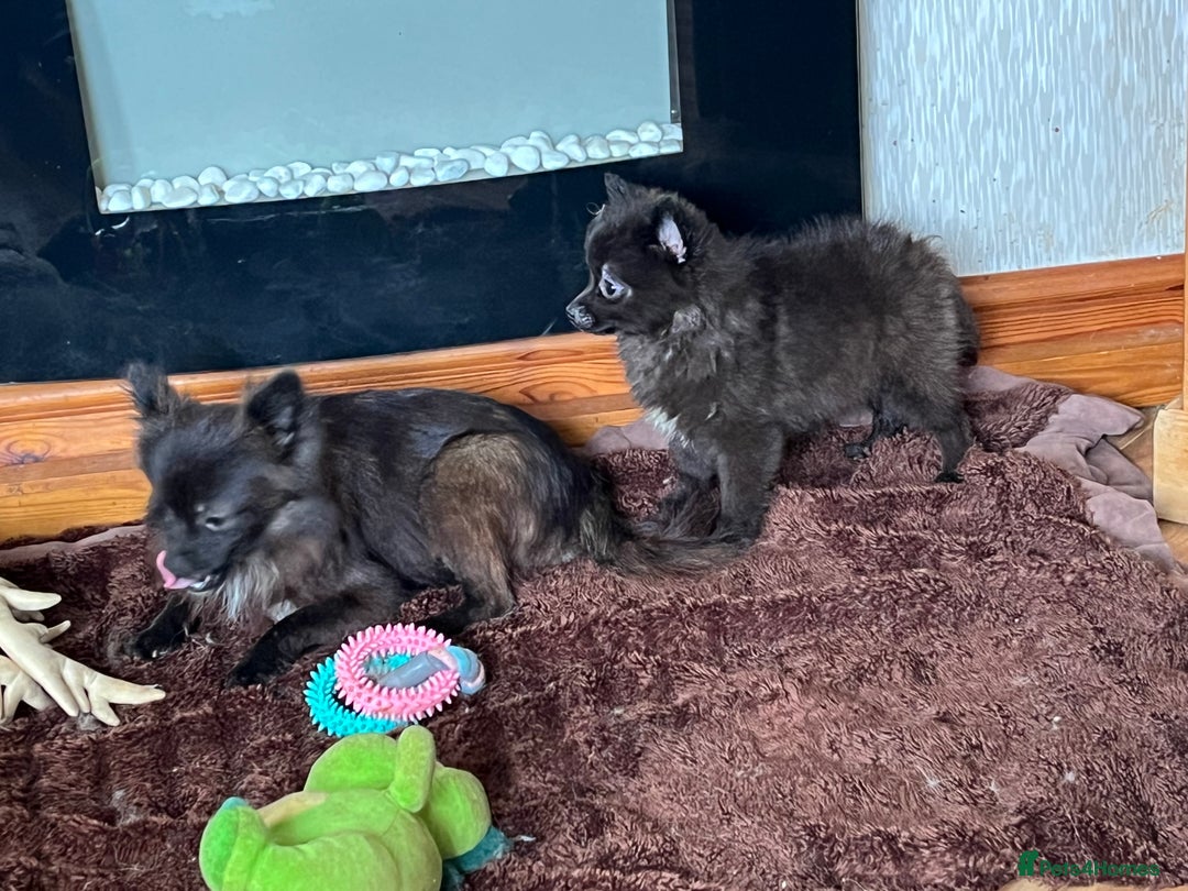 Pomeranian dogs for sale: 2 fluffy Pomeranians 1 boy 1 girl  - Image 8