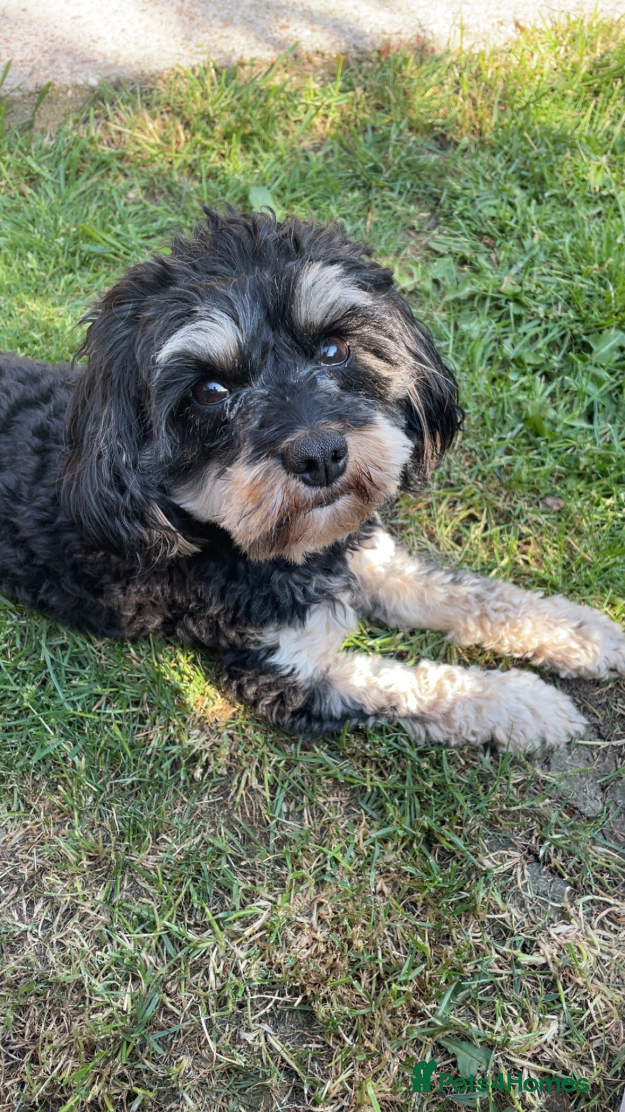 Miniature Poodle dogs Miniature cavapoo  - Advert 15