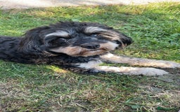 Miniature Poodle dogs for stud: Miniature cavapoo  - Image 1