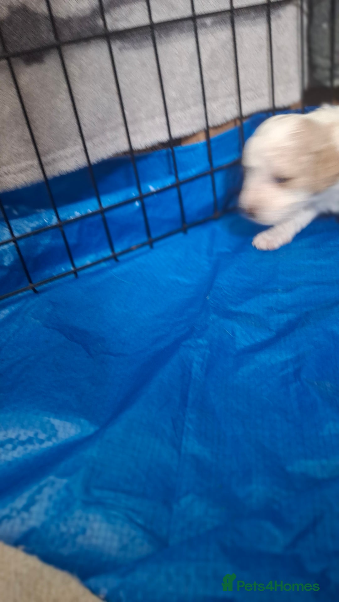 Cockapoo dogs for sale: Mr cassidy - Image 10