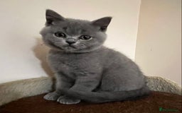 British Shorthair cats for sale: READY NOW!!Pedigree British Short Hair Kittens - Image 33