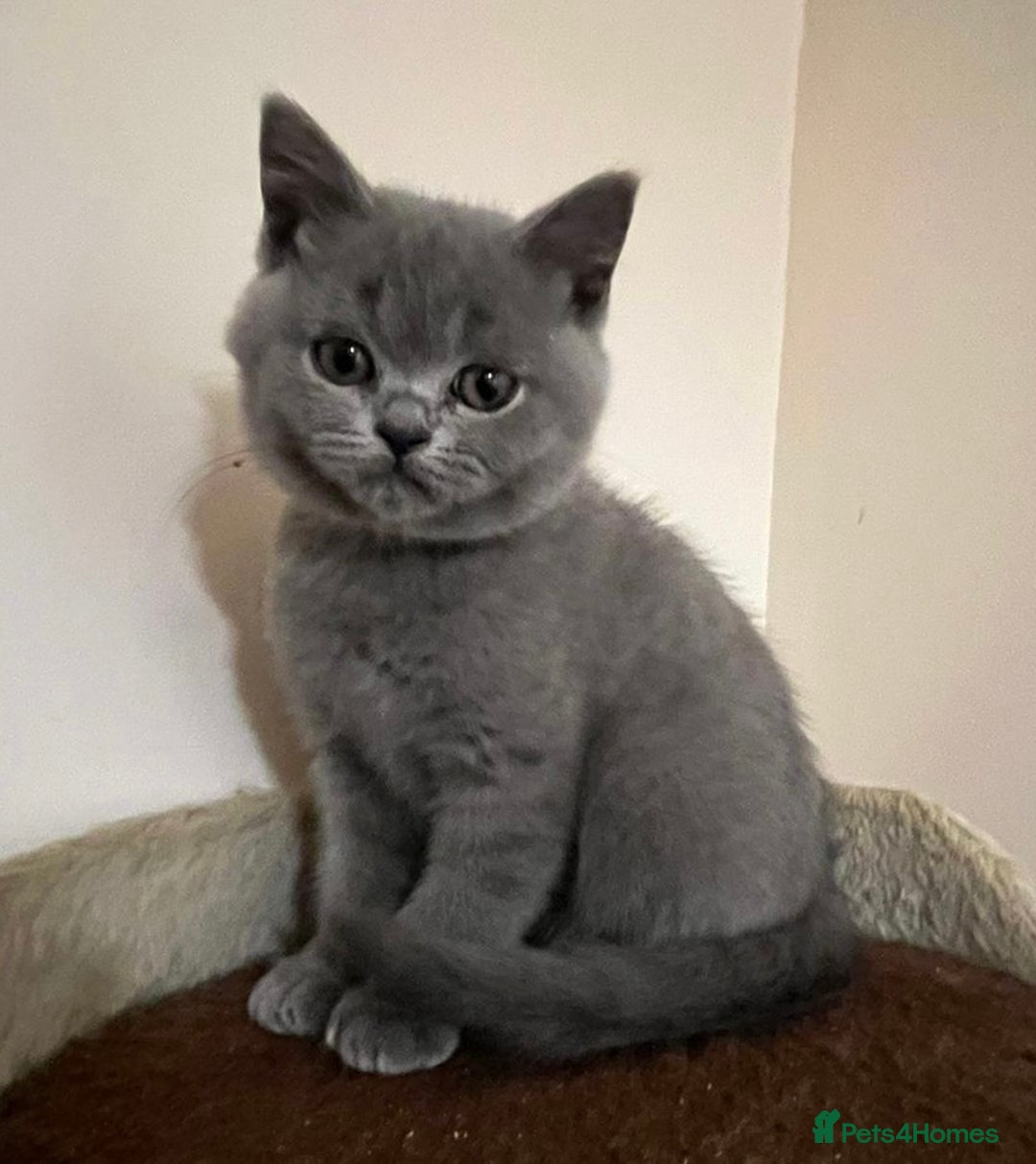 British Shorthair cats for sale: READY NOW!!Pedigree British Short Hair Kittens - Image 33