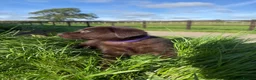 Labrador Retriever dogs for sale: Beautiful Labrador puppies chocolate and yellow  in Chulmleigh - Advert 12