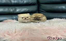 Pomeranian dogs for sale: 🔥Very Tiny🧸 Top Quality  - Image 3