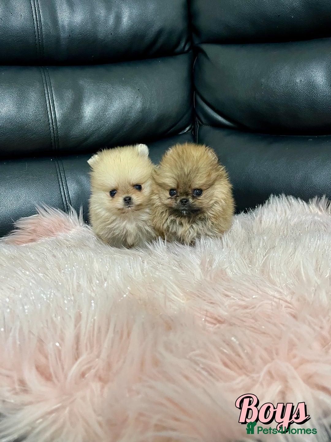 Pomeranian dogs for sale: 🔥Very Tiny🧸 Top Quality  - Image 3