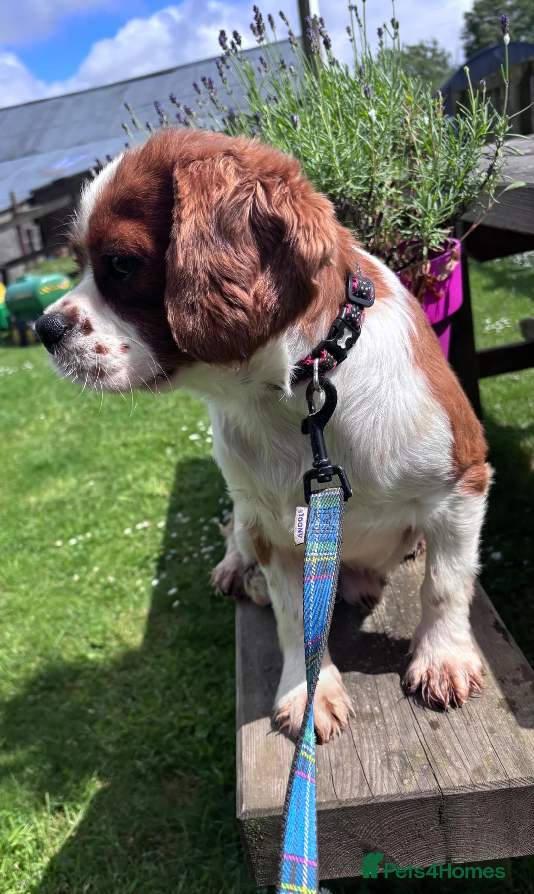 Cavalier King Charles Spaniel dogs for stud: Georgeous Cav Stud - Advert 3
