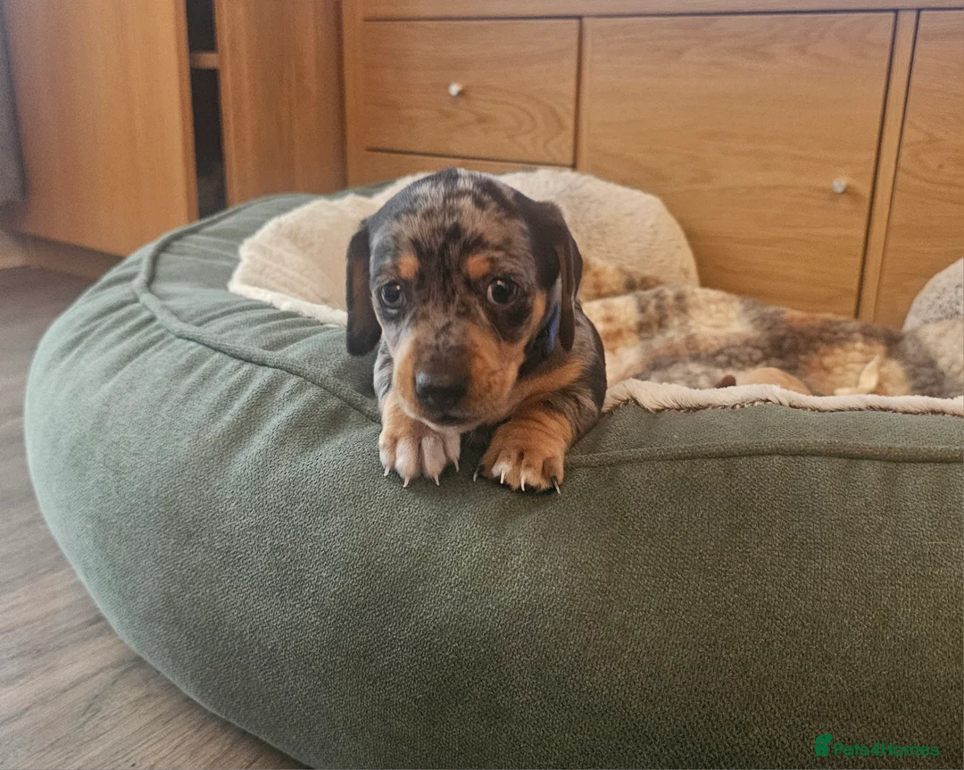 Jackshund dogs for sale: A stunning Jack Russell Terrier and Dachshund mix. - Advert 32