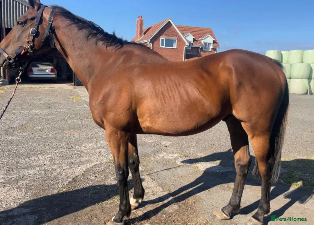 Irish Thoroughbred horses for sale: 16.1hh thoroughbred gelding - Advert 2