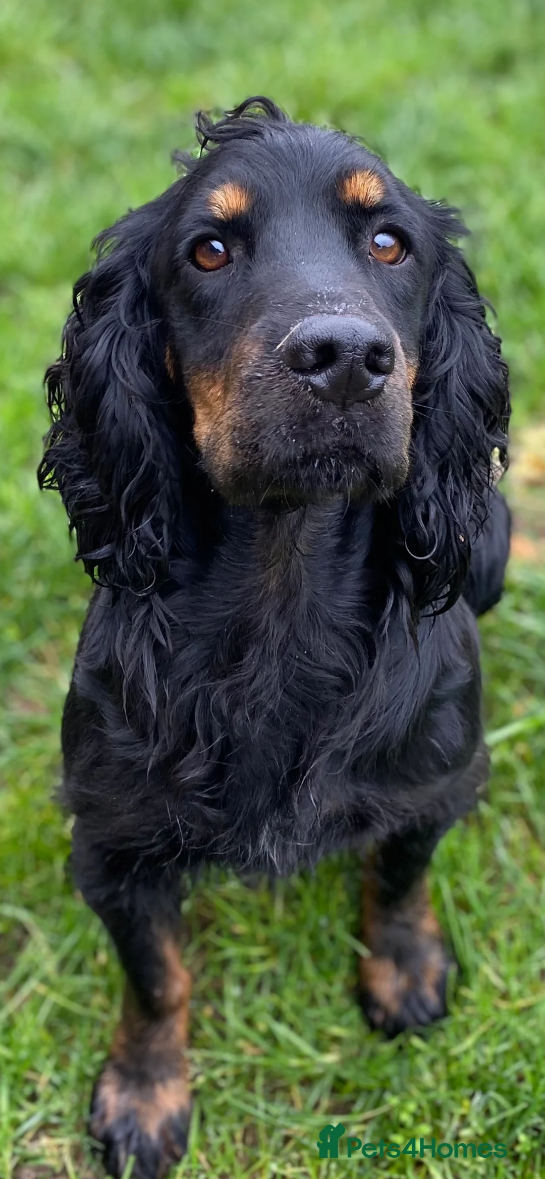 Cocker Spaniel dogs for stud: KC REGISTERED WORKING COCKER AVAILABLE AT STUD in New Milton - Advert 4