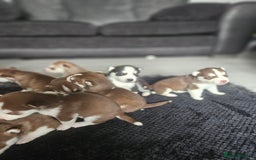 Siberian Husky dogs for sale: Gorgeous Litter of Husky Puppies - Image 3