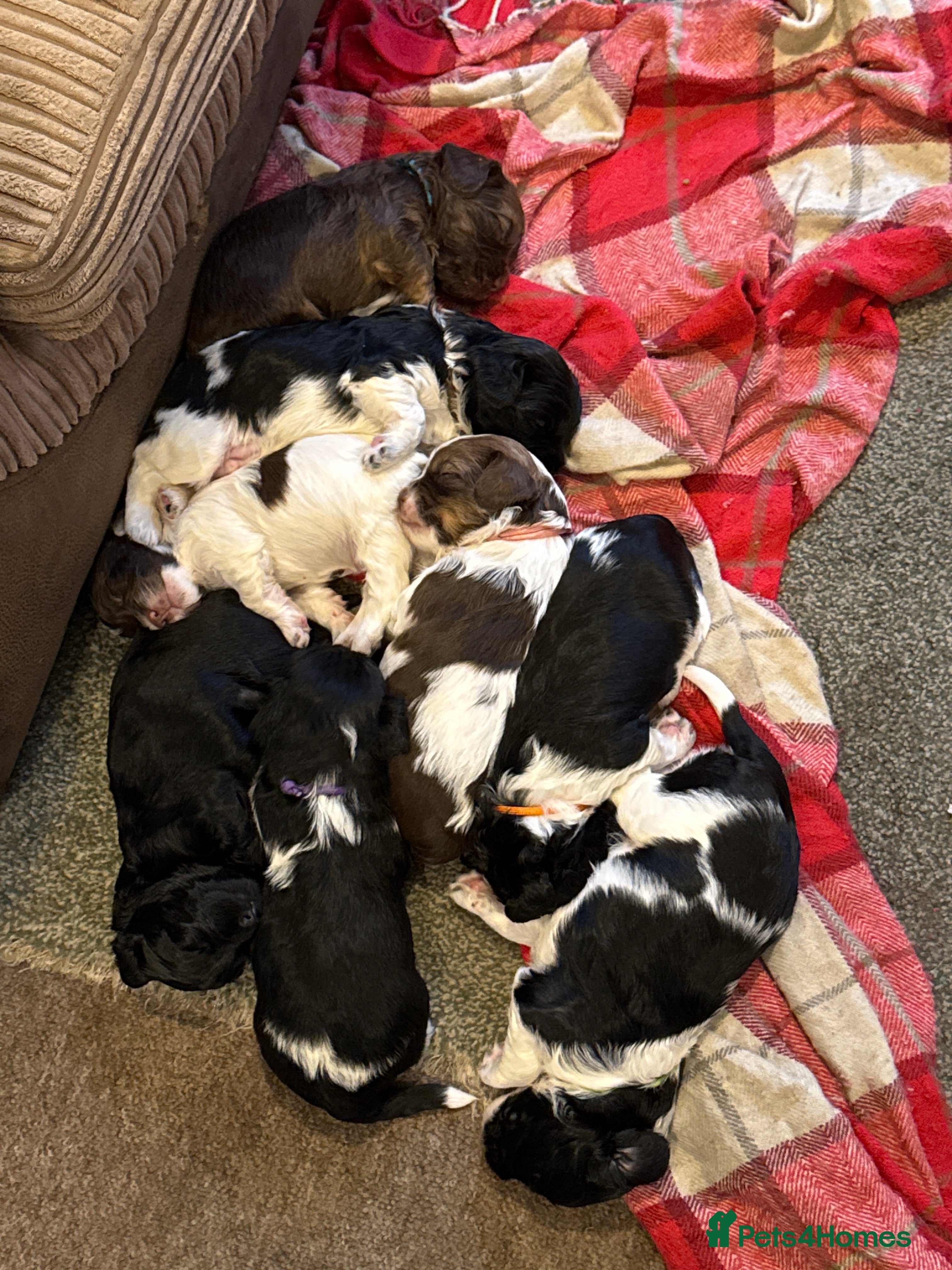 Mixed Breed dogs 8 Springer mix Puppies - Advert 12