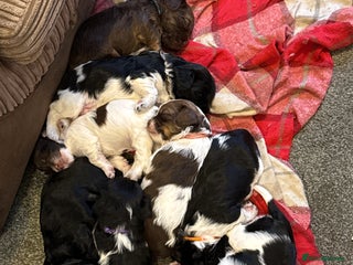 Mixed Breed dogs 8 Springer mix Puppies - Advert 15