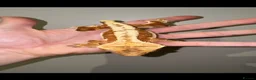 Gecko reptiles for sale: Crested Geckos Sale Essex/Upminster  - Advert 3
