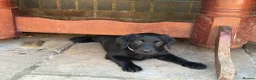 Labrador Retriever dogs for sale: 4 gorgeous Labrador puppies  - Advert 1