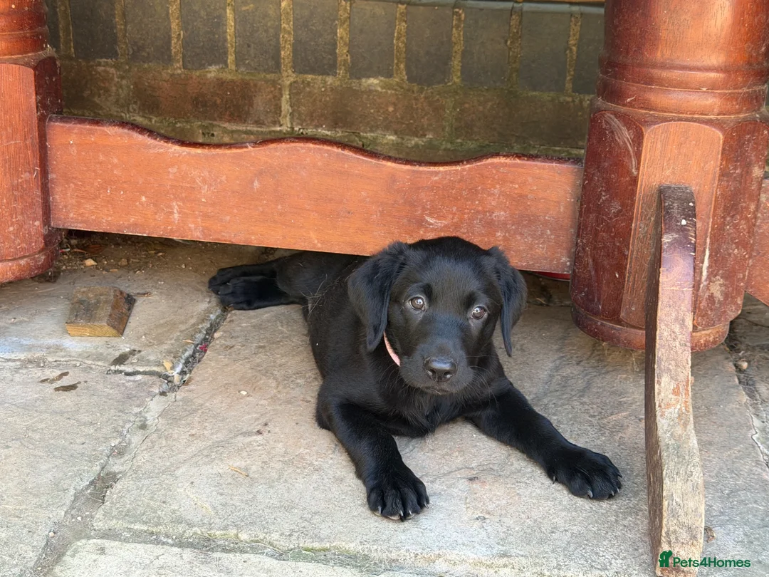 Labrador Retriever dogs for sale: 4 gorgeous Labrador puppies  - Advert 1
