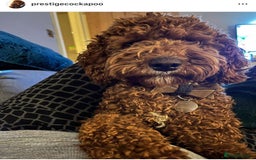 Cavapoo dogs for sale: Extensively Health Tested F1b Cavapoo Puppies  - Advert 5