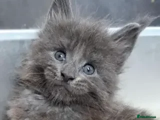 Maine Coon cats Solid Grey TICA Maine Coons Fully Health Checked - Advert 1