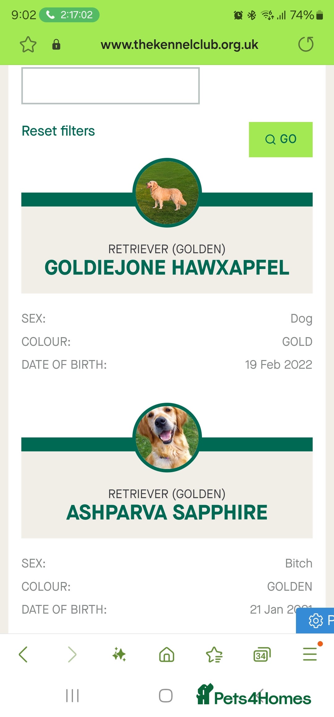 Golden Retriever dogs for sale: Gorgeous KC registered golden retriever puppys - Image 12