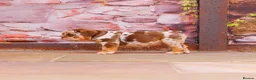 English Bulldog dogs for sale: Top Tier English Bulldogs READY NOW!! - Advert 6