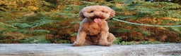 Miniature Poodle dogs for stud: RUPERT MINIATURE POODLE in Southampton - Advert 5